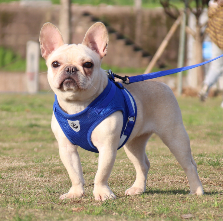 Pet Harness Amazon Pet Harness Amazon
