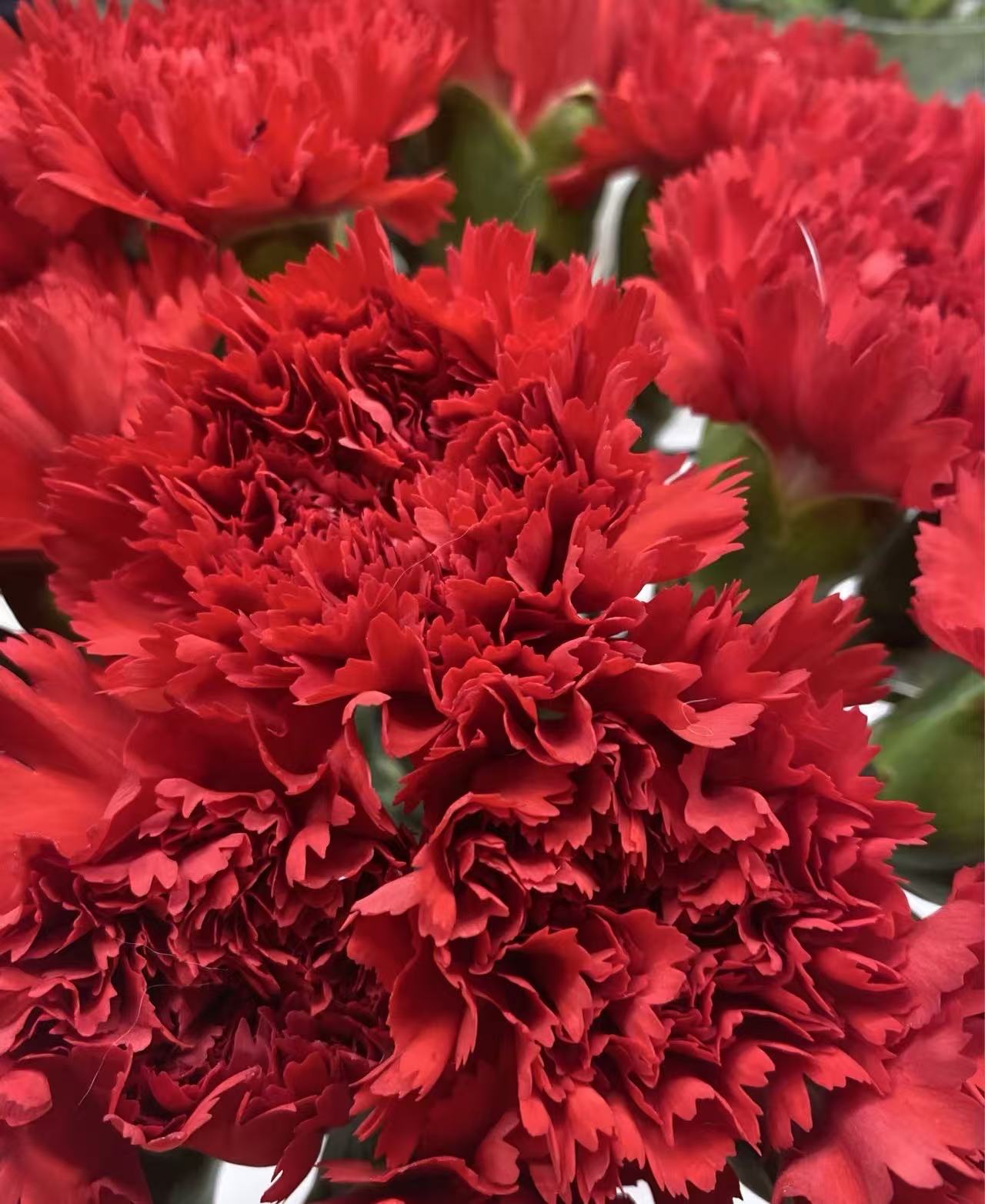 Single-headed Red carnation Single-headed Red carnation