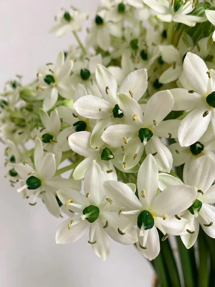 Wonder Flower Wonder Flower