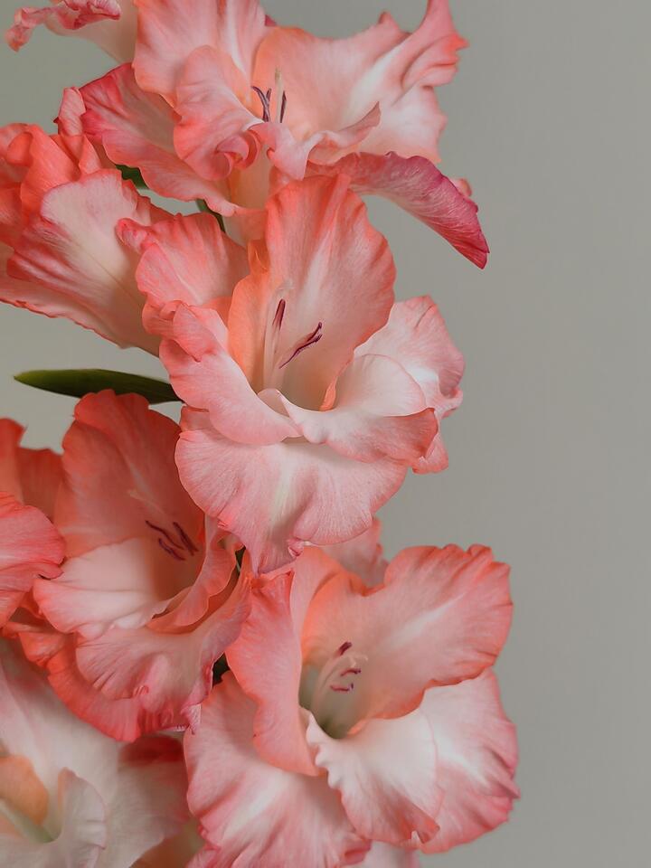 Gladiolus Pink Lady Gladiolus Pink Lady