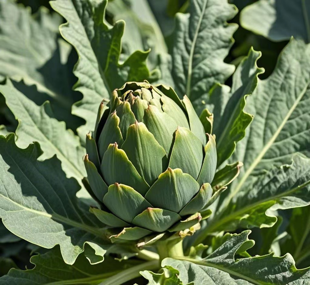Artichoke Leaf Artichoke Leaf