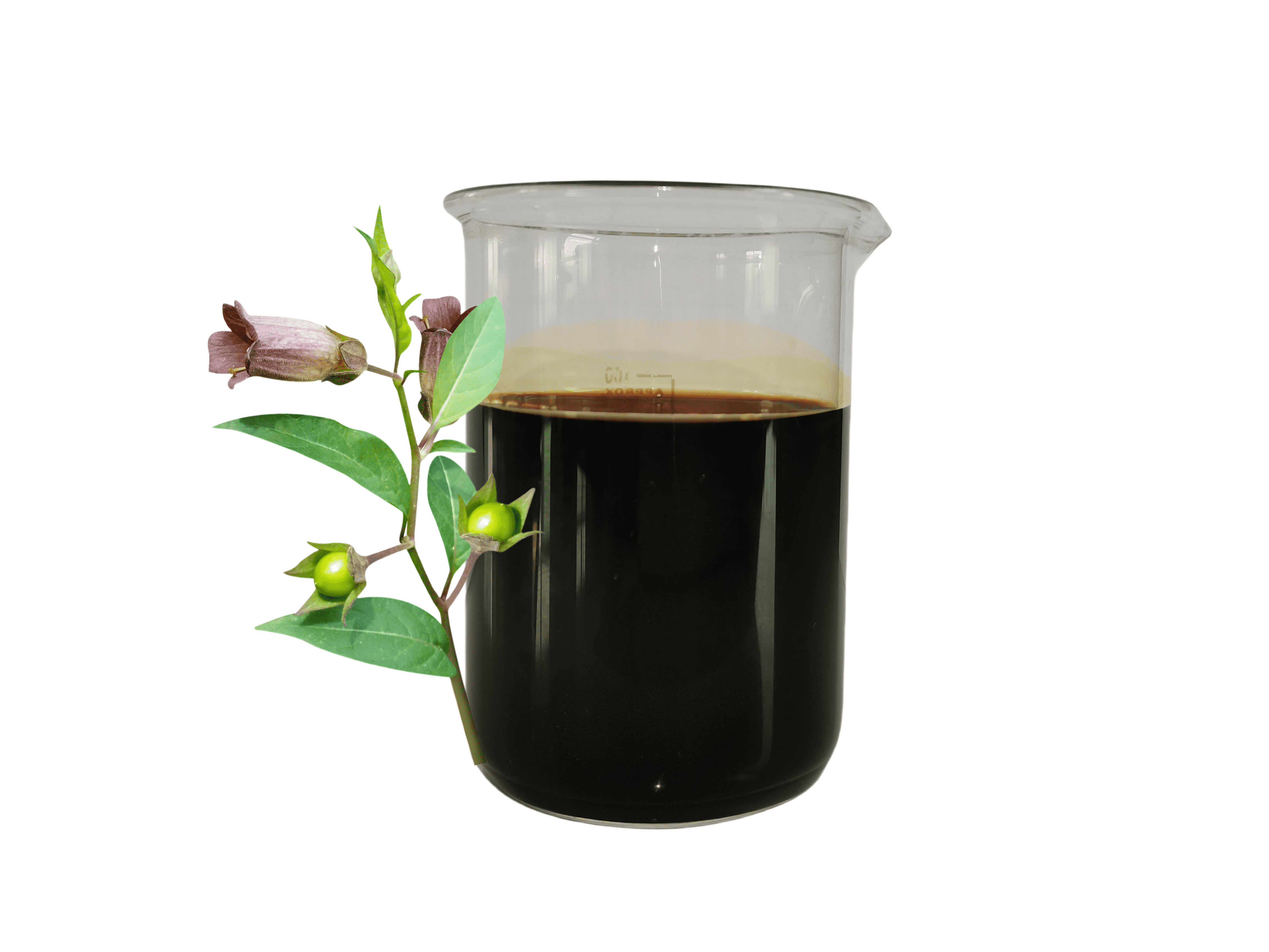 Belladonna Fluid Extract Belladonna Fluid Extract