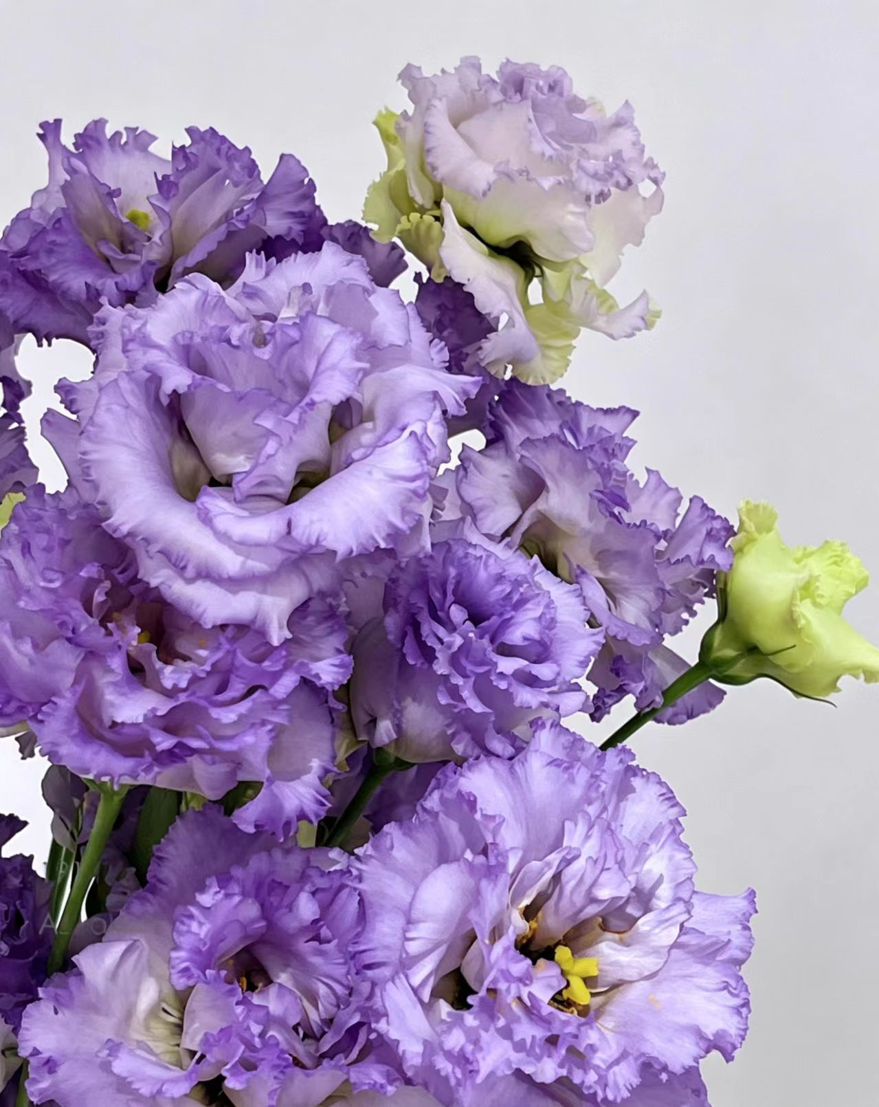 Farmer Light Purple Lisianthus Farmer Light Purple Lisianthus
