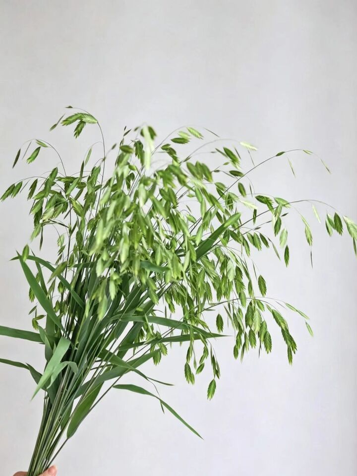 Quaking grass Quaking grass