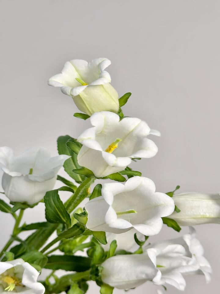 White Bellflower White Bellflower