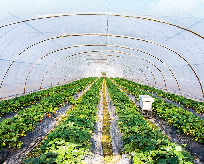 INSECT NET GREENHOUSE INSECT NET GREENHOUSE