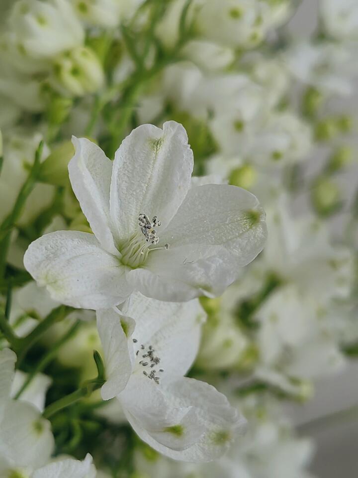 White Little Delphinium White Little Delphinium