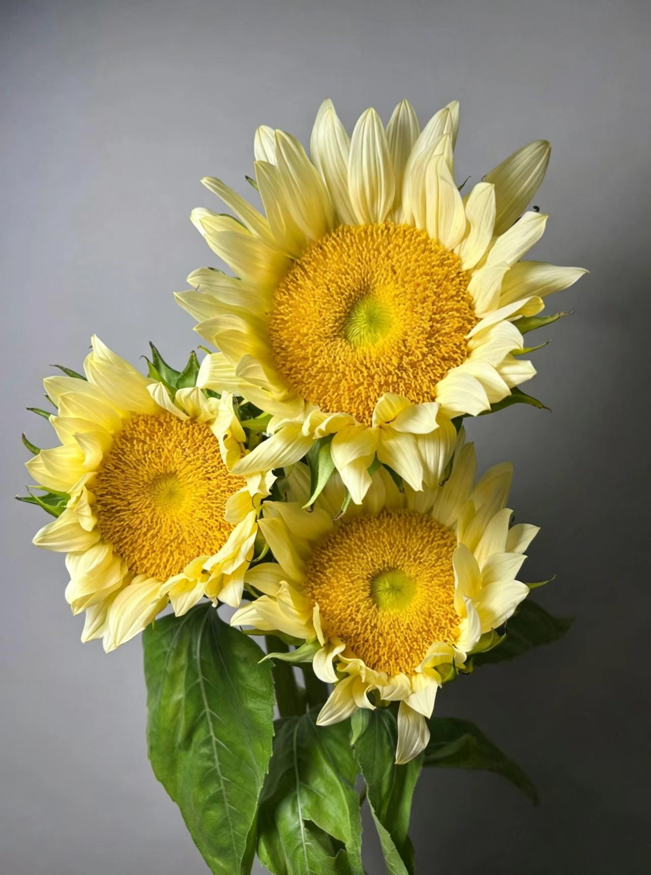 Cream Sunflower Cream Sunflower