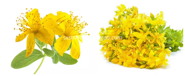 Hypericum Perforatum Powder Hypericum Perforatum Powder