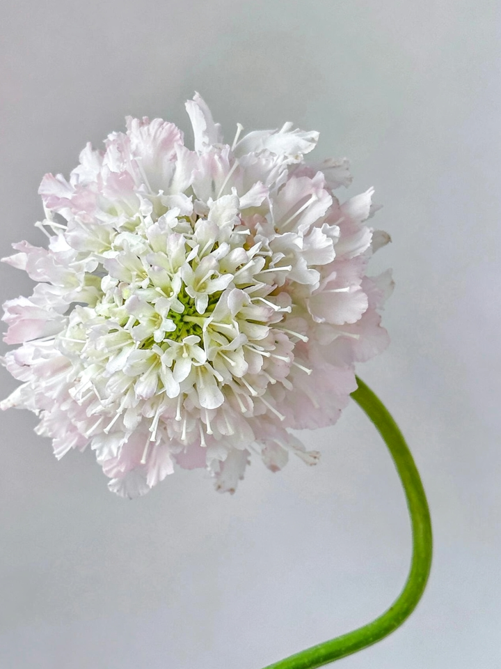Light Pink Scabious Light Pink Scabious