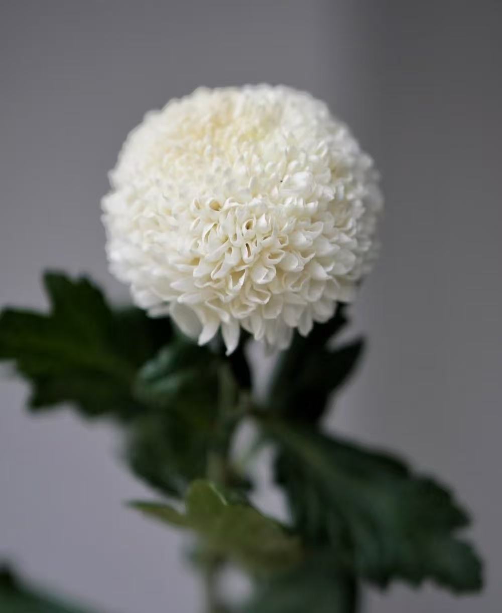 Standard white chrysanthemum Ping-pong Standard white chrysanthemum Ping-pong