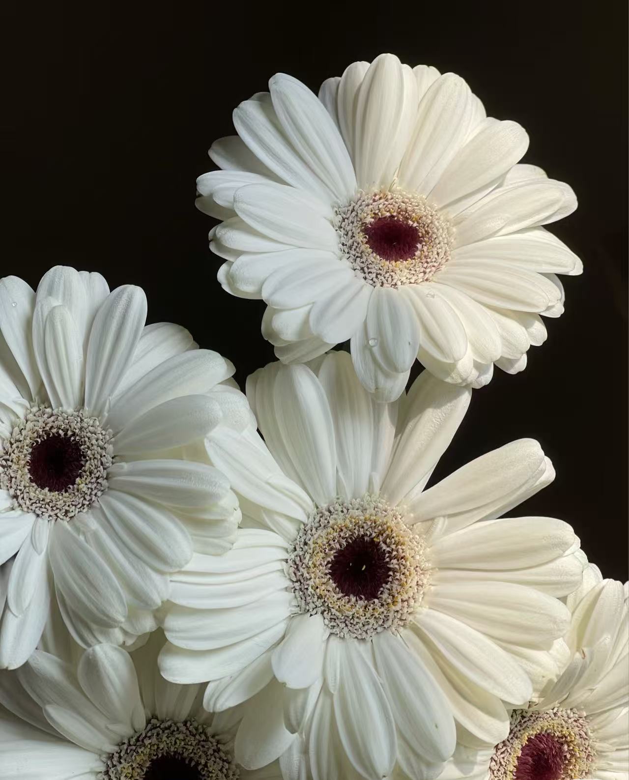 Standard white chrysanthemum Snoopy Gerbera Standard white chrysanthemum Snoopy Gerbera