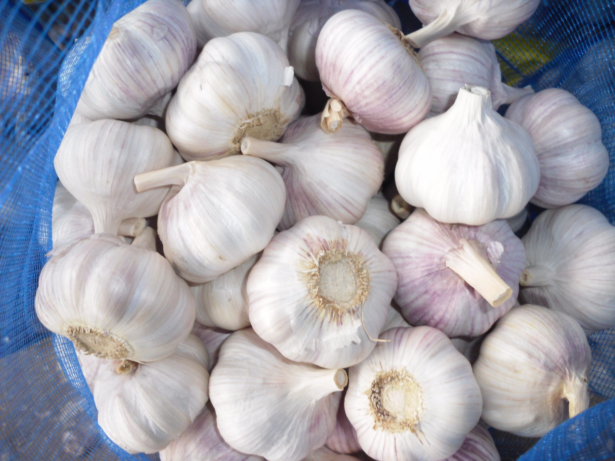 normal white garlic