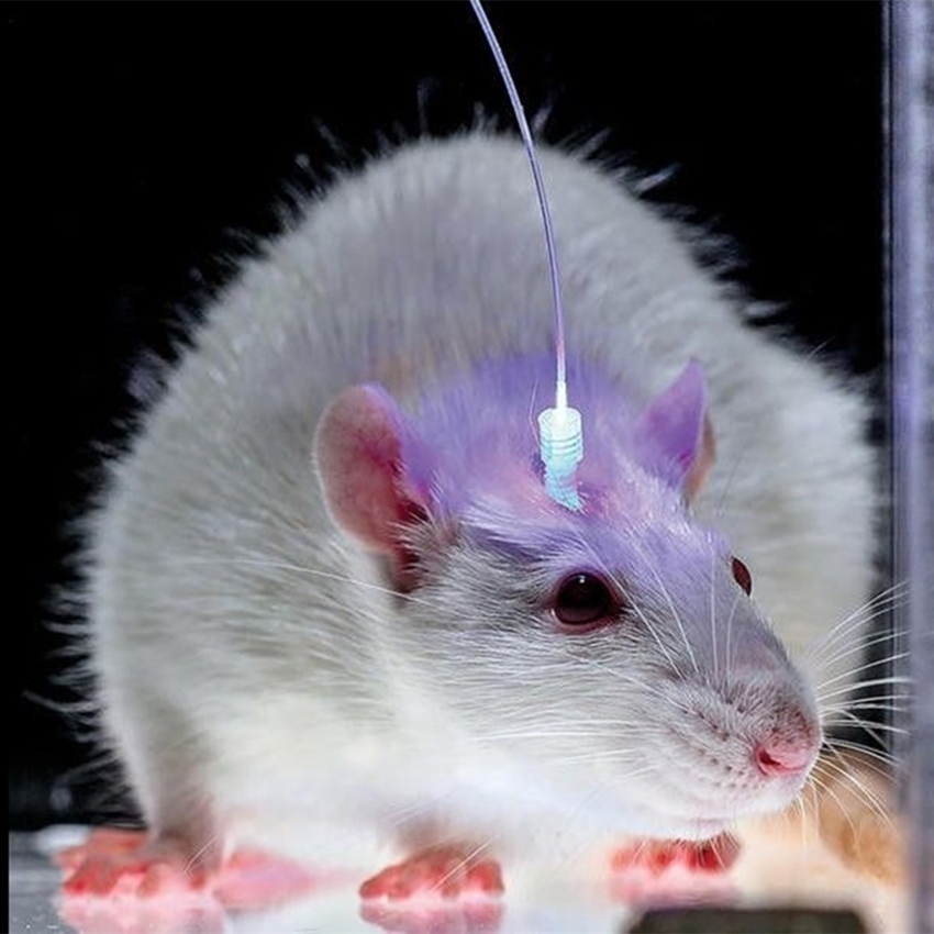 laser optogenetics and neuroscience