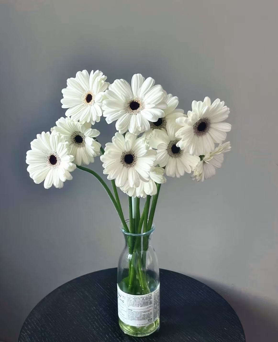Standard white chrysanthemum Snoopy Gerbera Standard white chrysanthemum Snoopy Gerbera