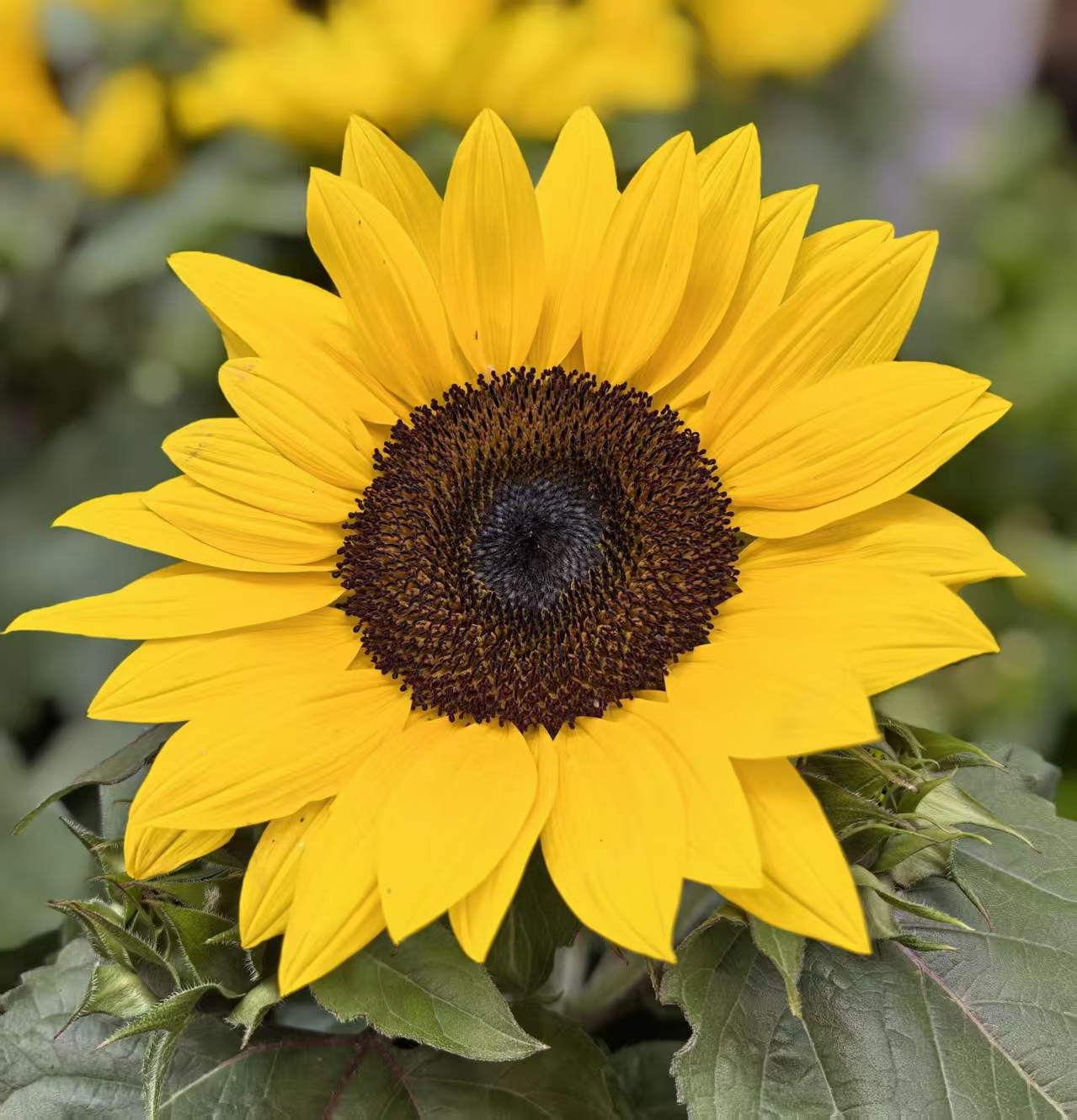 Black-centered sunflower Black-centered sunflower