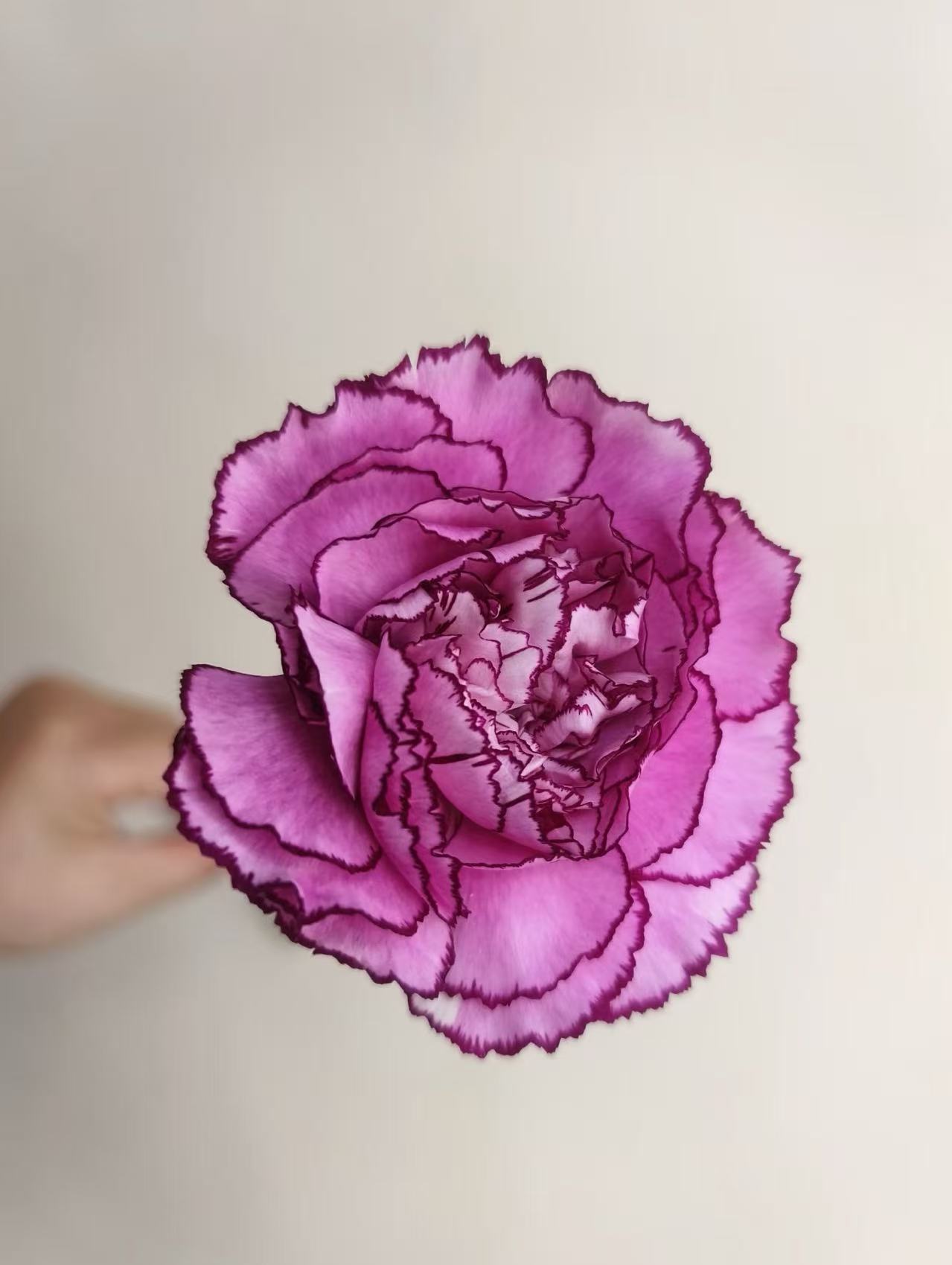 Single-headed carnation Purple Zixia Single-headed carnation Purple Zixia