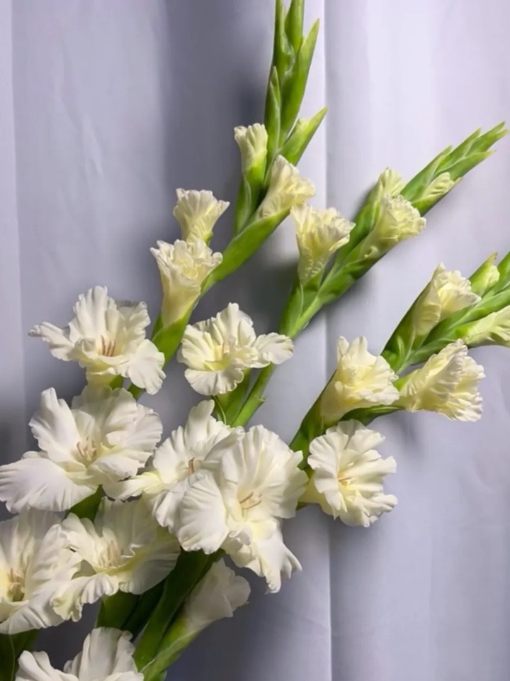 Gladiolus Crystal Candy Gladiolus Crystal Candy