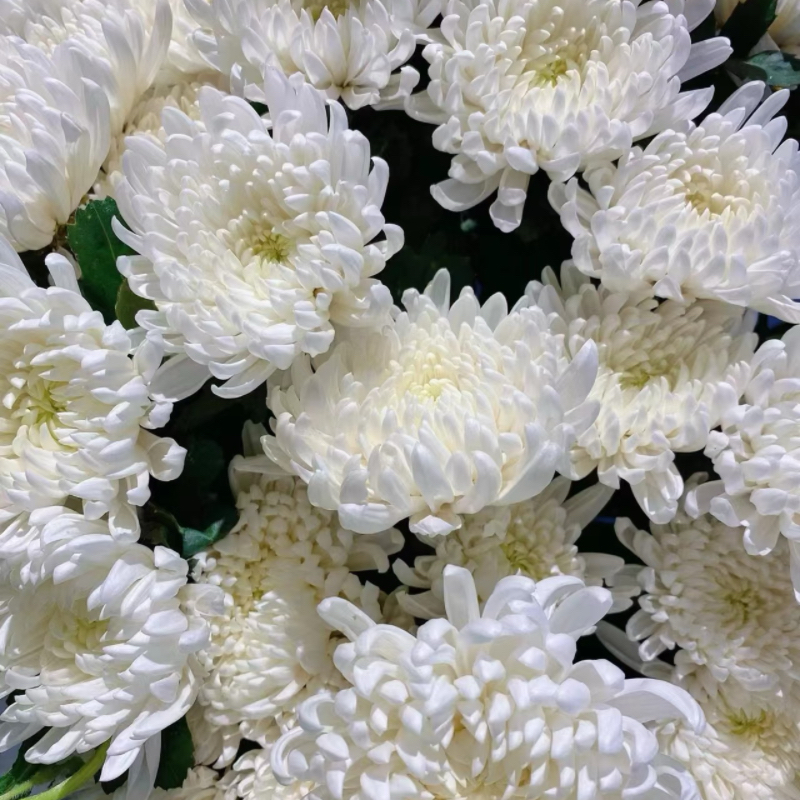 White chrysanthemum White chrysanthemum