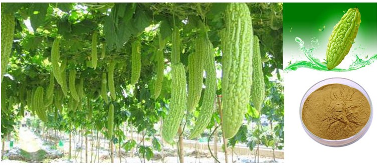 bitter melon bitter melon