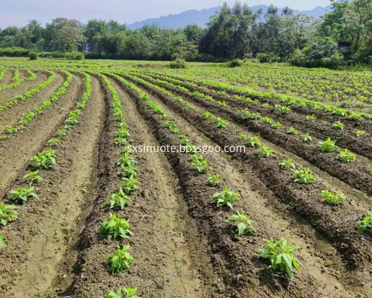 Plant Extract Of Plantago Ovata Husk Powder Plant Extract Of Plantago Ovata Husk Powder