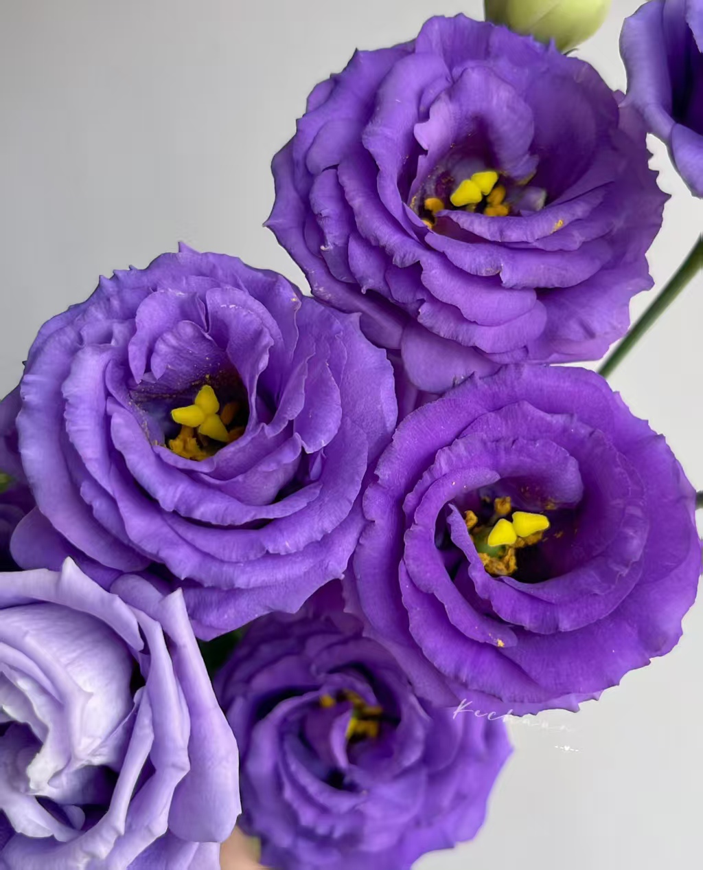 Purple Lisianthus Purple Lisianthus