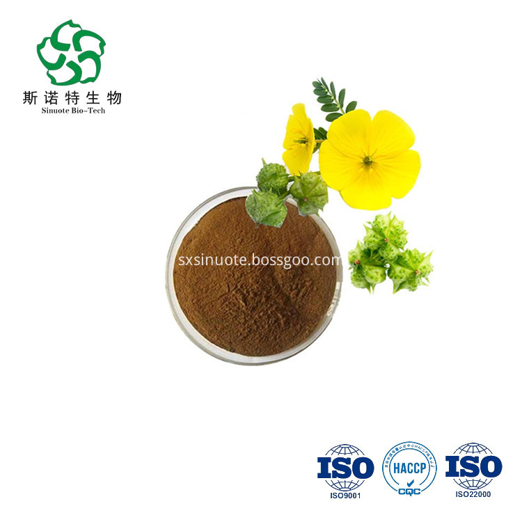 Good Quality Organic Bulk Natural 40 90 Saponinstribulus Terrestris Extract Good Quality Organic Bulk Natural 40 90 Saponinstribulus Terrestris Extract
