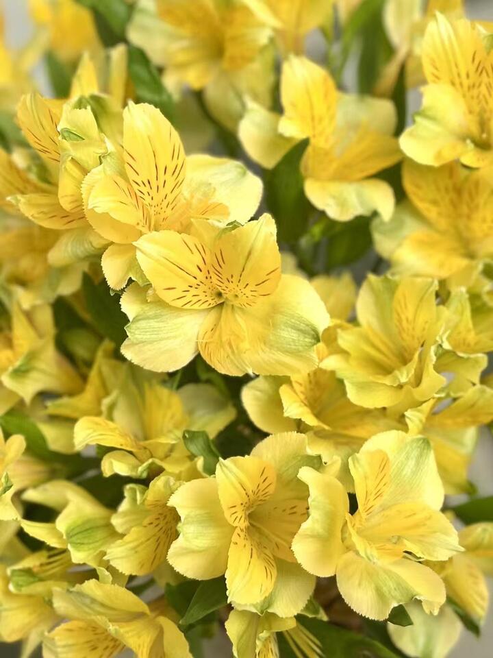Yellow Alstroemeria Yellow Alstroemeria