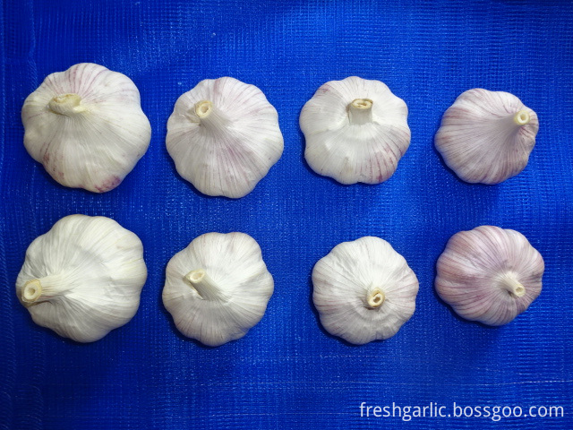 Normal White Garlic