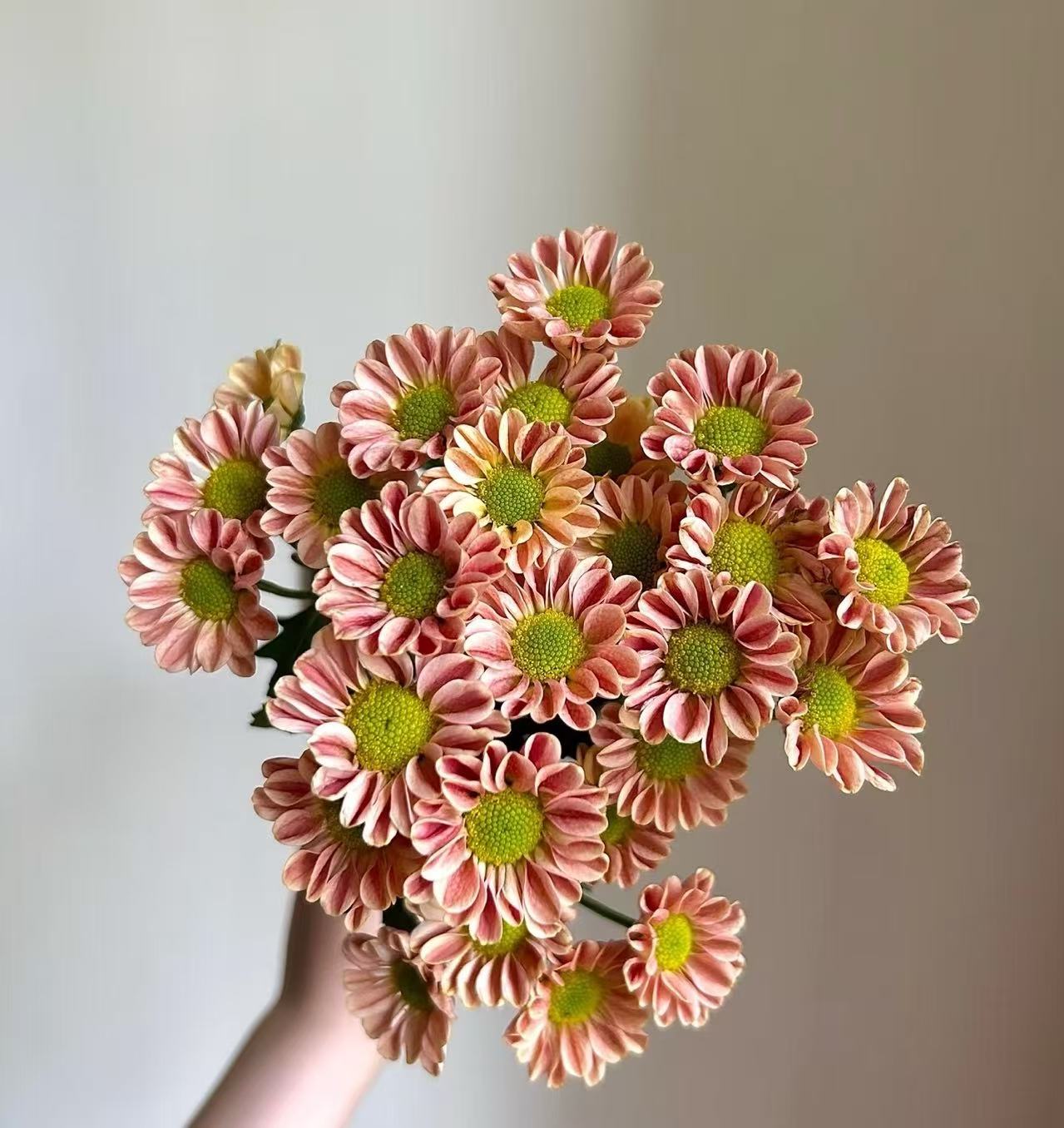 Linglong little chrysanthemum Linglong little chrysanthemum