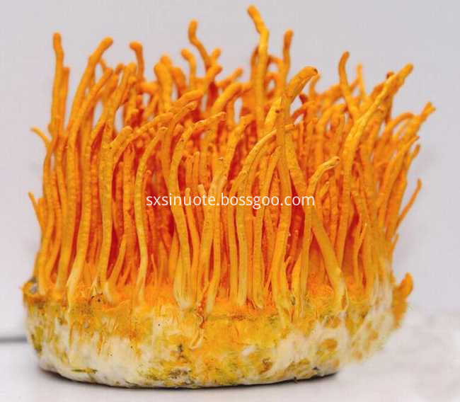 Cordyceps Militaris Powder Cordyceps Militaris Powder