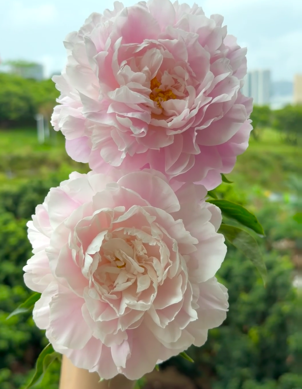 Zhong Sheng Fen Peony Zhong Sheng Fen Peony