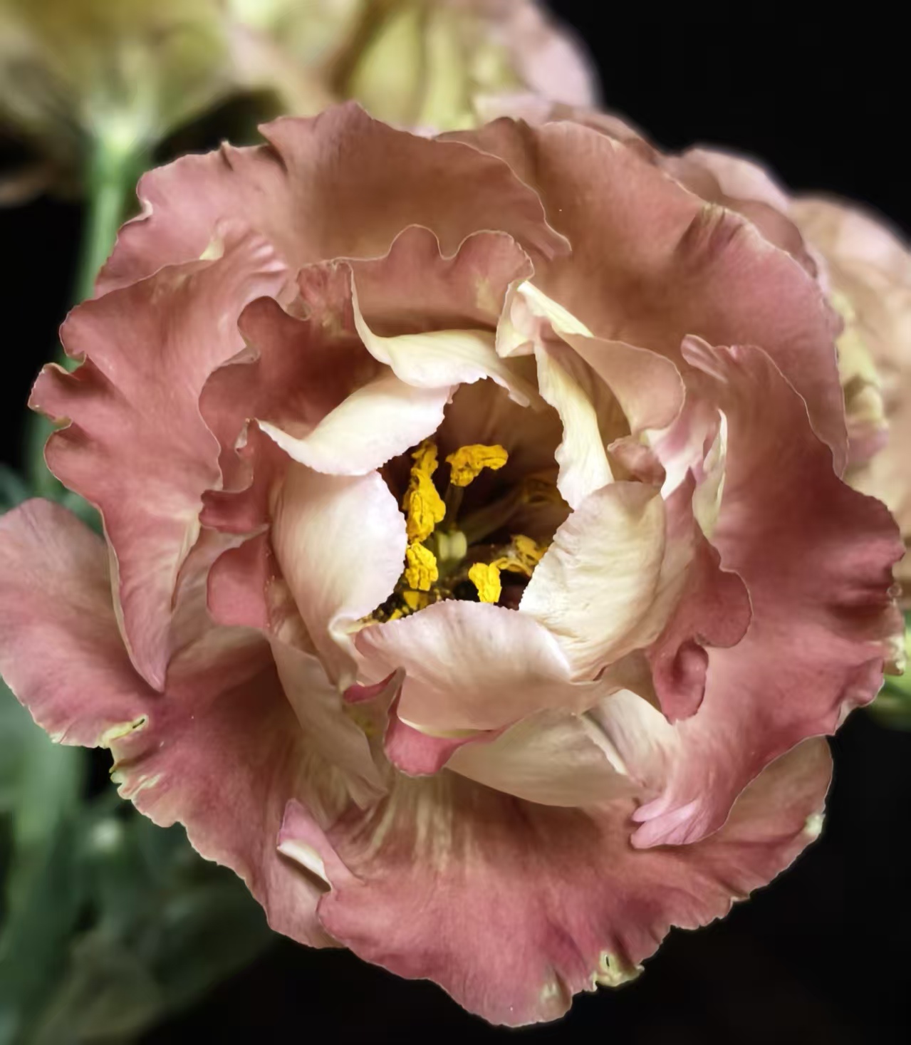 Brown Lisianthus Brown Lisianthus