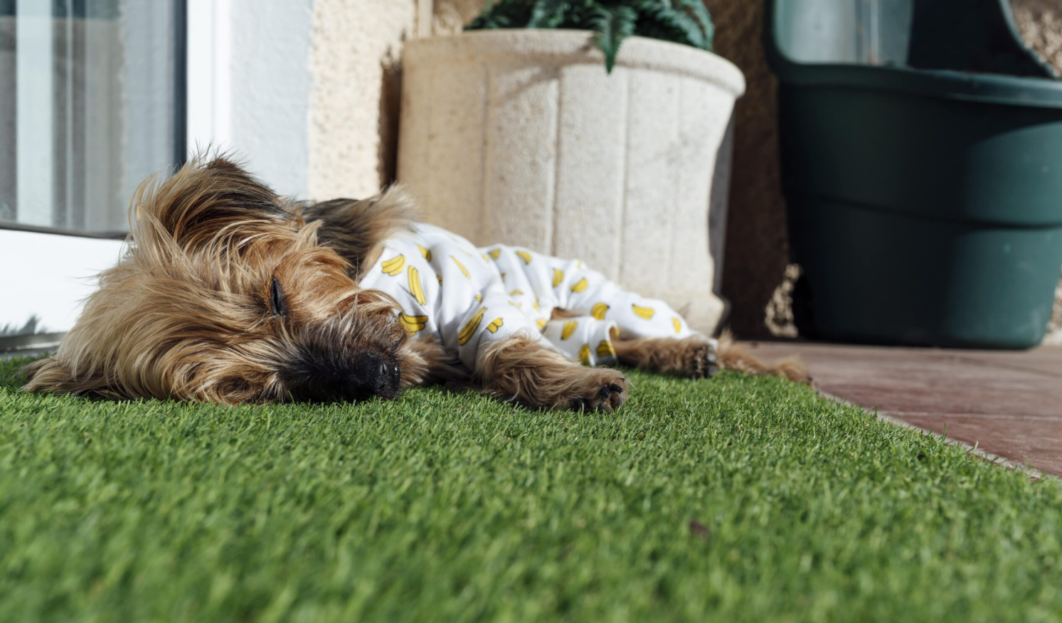 artificial grass for dogs artificial grass for dogs