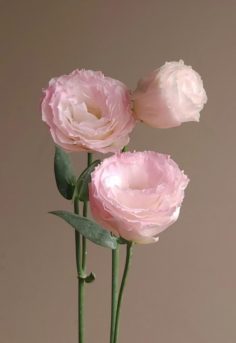 Pink Eustoma/Lisianthus Pink Eustoma/Lisianthus