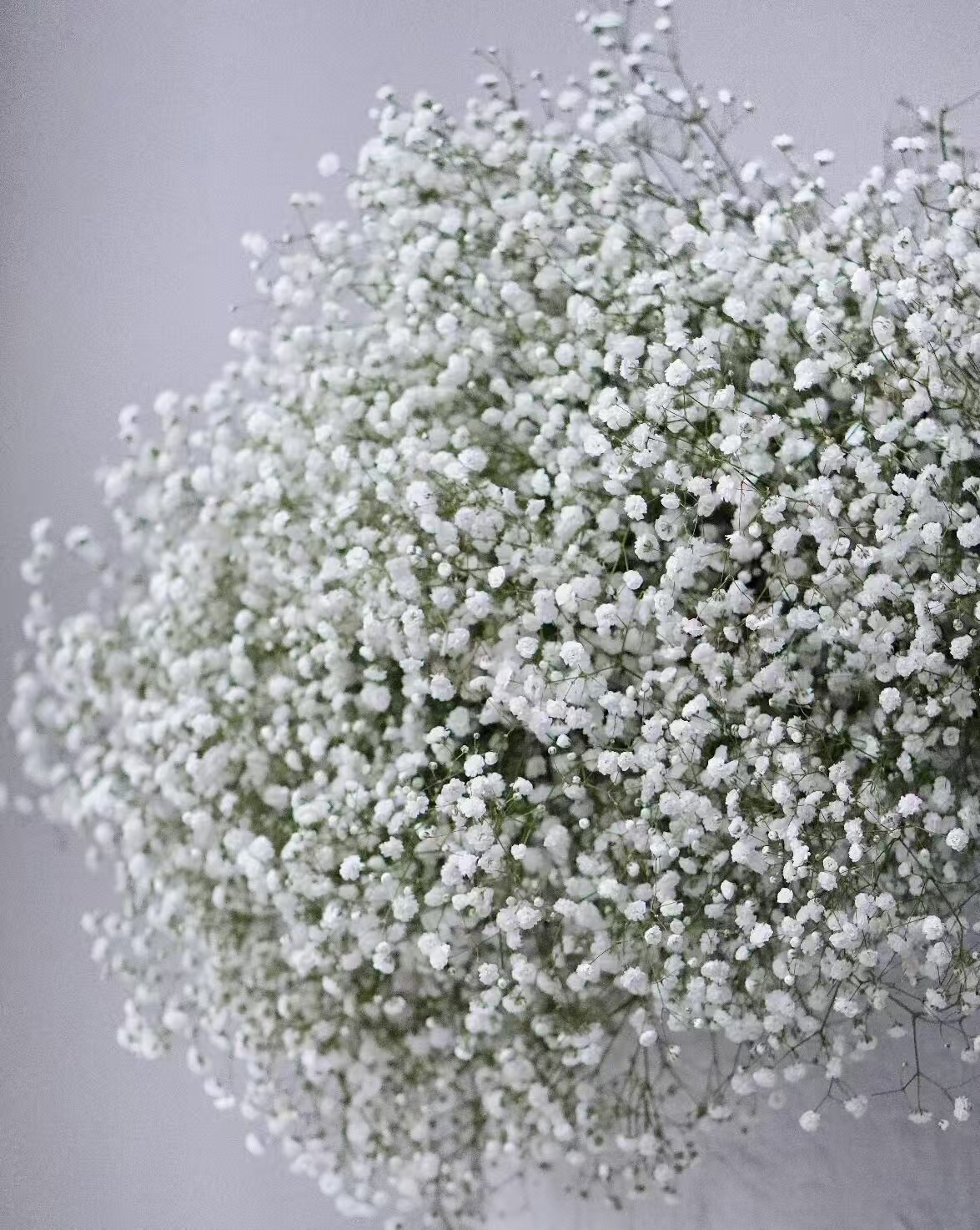 Babybreath white Babybreath white