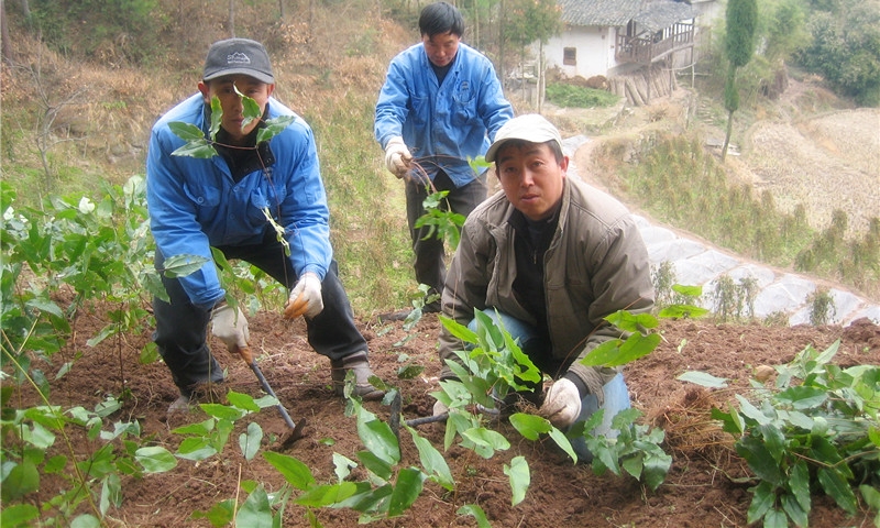 Breakthrough in research on epimedium wild transformation