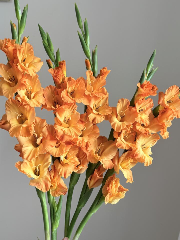 Orange Gladiolus Orange Gladiolus