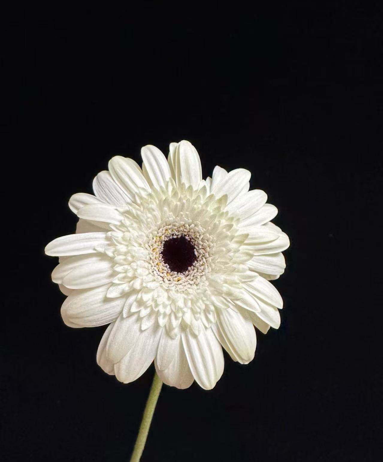 Standard chrysanthemum Yili Gerbera Standard chrysanthemum Yili Gerbera
