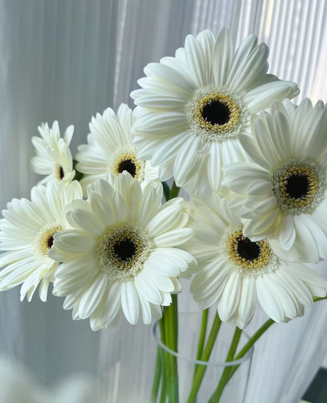 Standard chrysanthemum Yili Gerbera Standard chrysanthemum Yili Gerbera