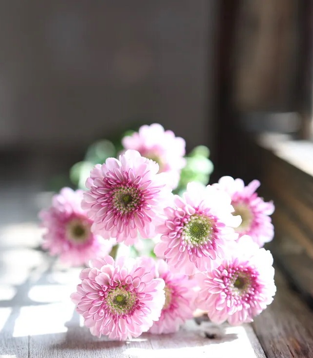 Fan Yan spray chrysanthemum Fan Yan spray chrysanthemum