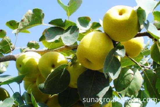 Provide Fresh Regular Snow Pear