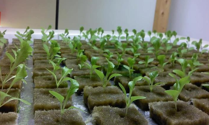 Hydroponics rockwool Hydroponics rockwool
