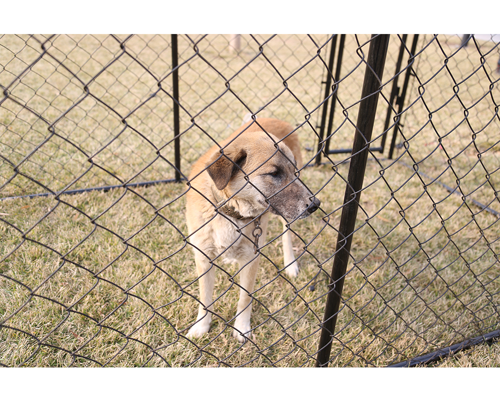 인기있는 개 개집 Popular Dog Kennel