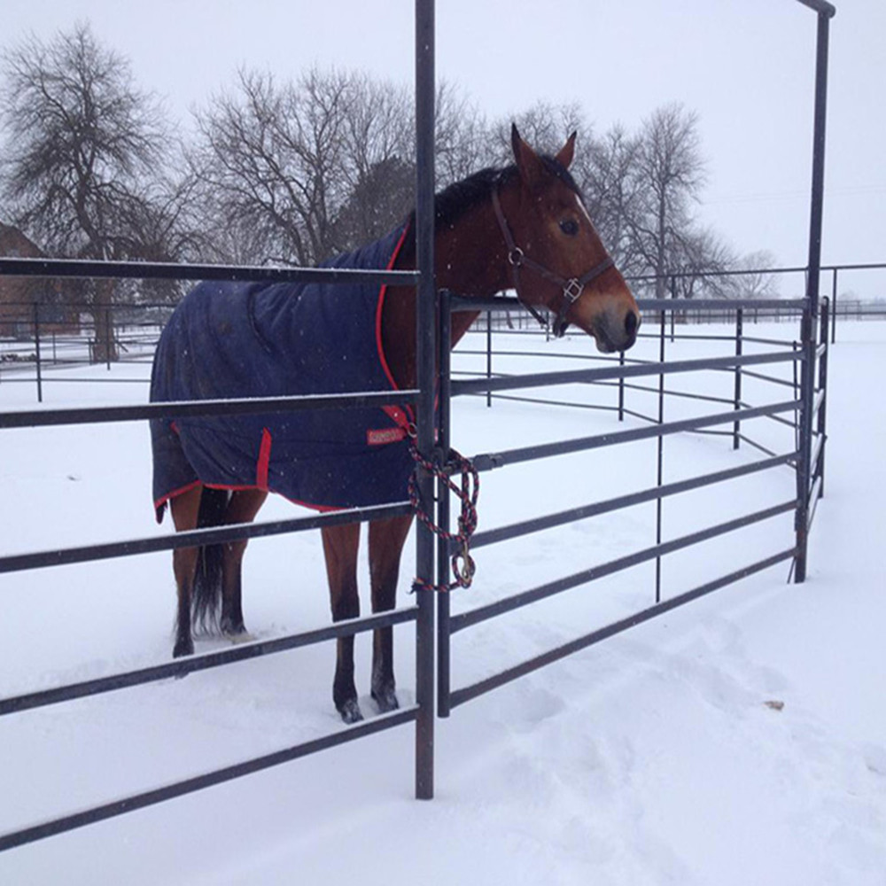 Horse Fence