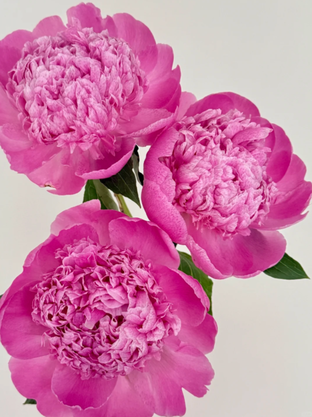 Blue Fuji Peony Blue Fuji Peony