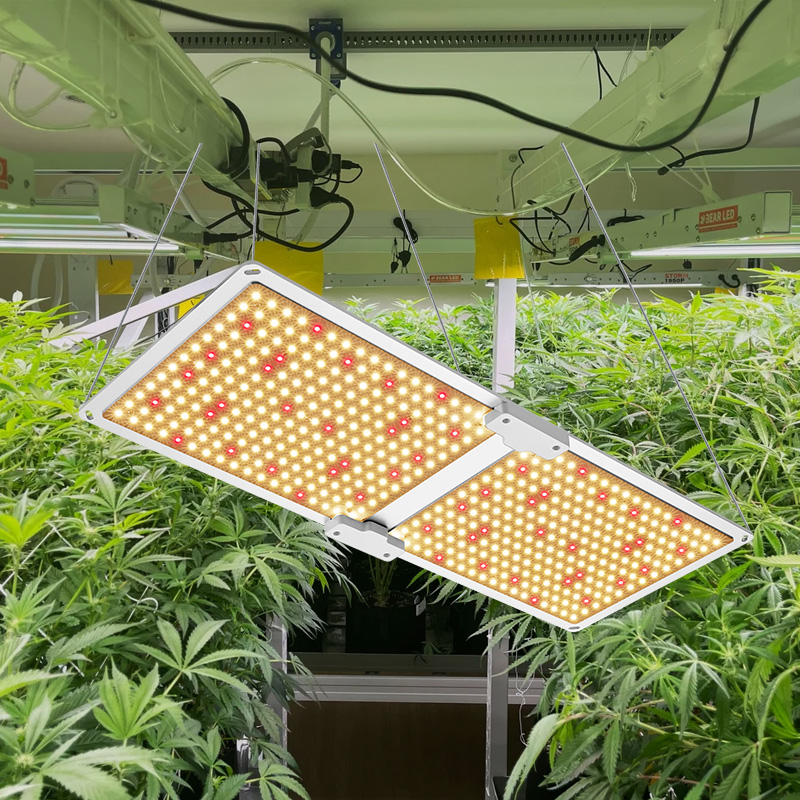 Cannabis Planting Lamp