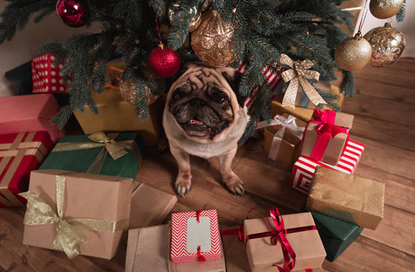 pug sitting with presents