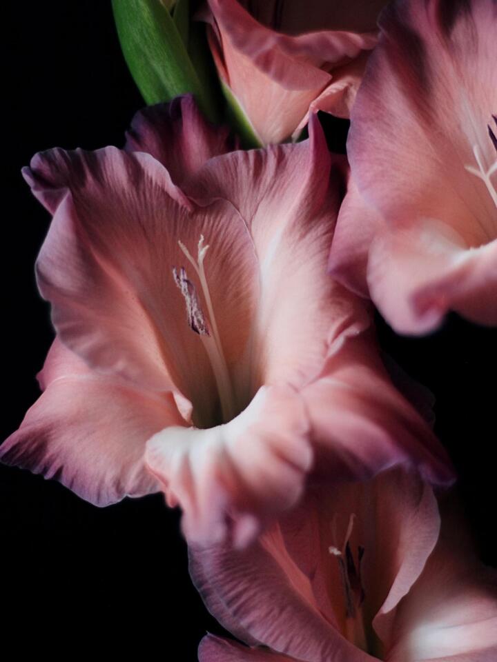 Retro Gladiolus Retro Gladiolus