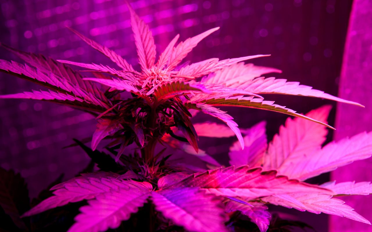Cannabis Led Grow
